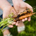 Person holding carrots