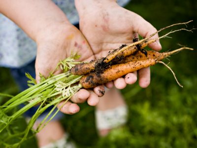 Person holding carrots