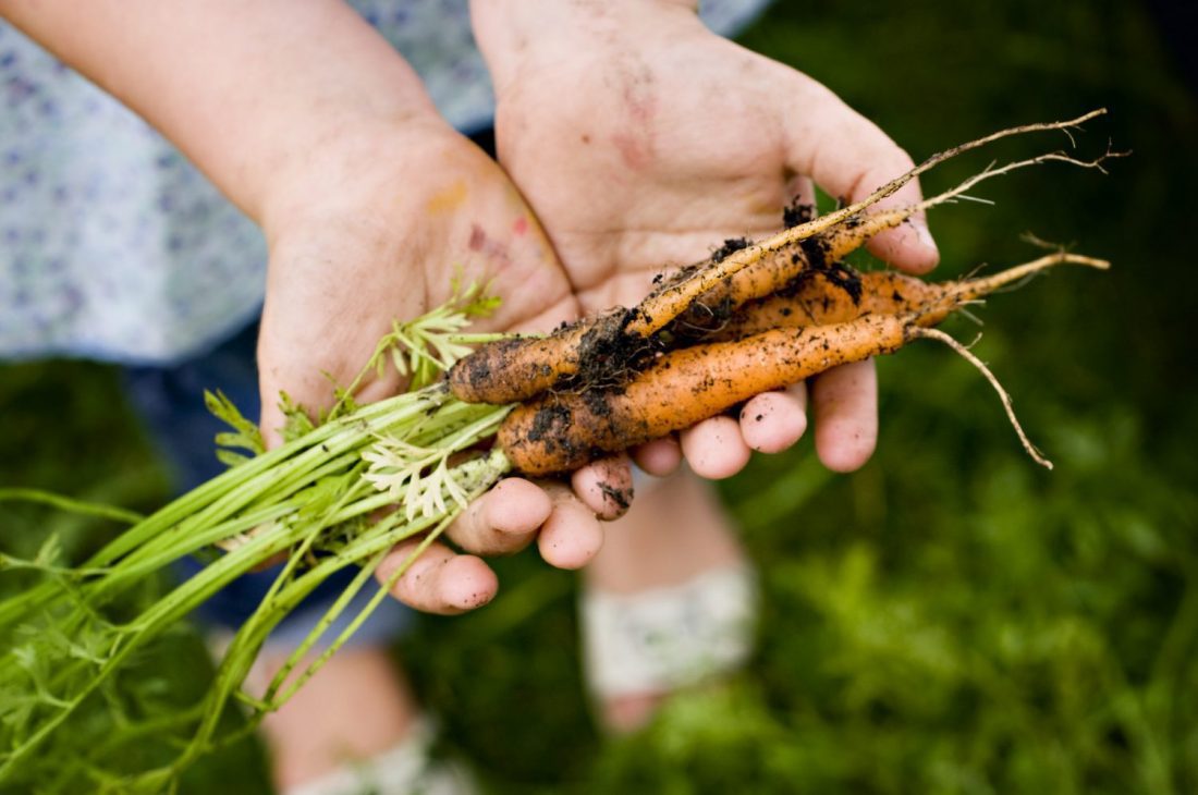 Person holding carrots