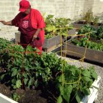 Gardeners tend to the vegetables in the raised beds at the East Chicago Corps