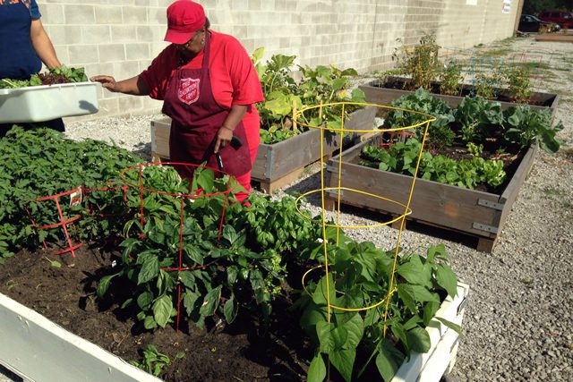 Gardeners tend to the vegetables in the raised beds at the East Chicago Corps