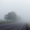 Tree and road in fog