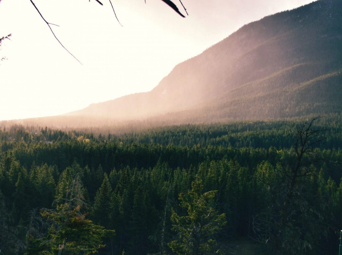 Mountain behind trees with sun shining