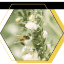 Bee pollinating flower
