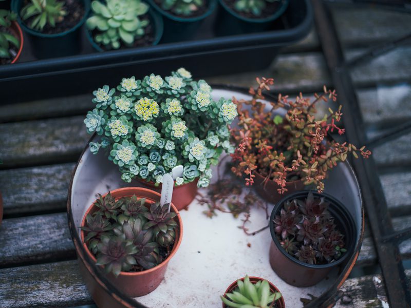 plants on table