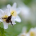 Tips for saving pollinators