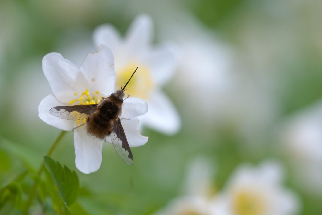 Tips for saving pollinators