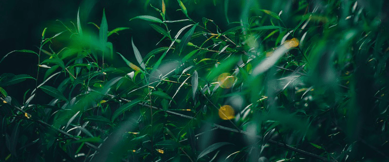 green plants with dark background 