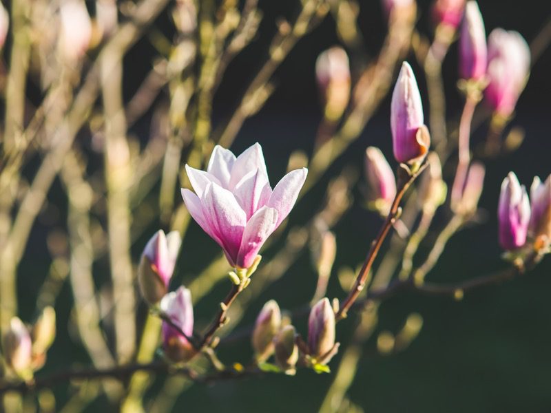 closeup of flowers blooming