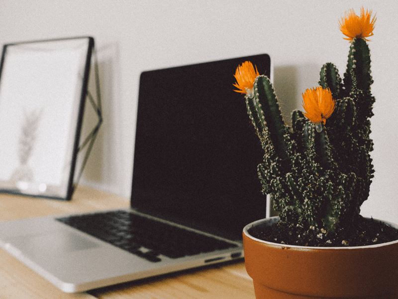 Laptop on table next to cactus