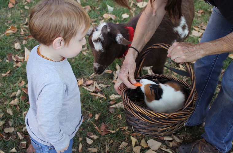 child feeding small animals outside