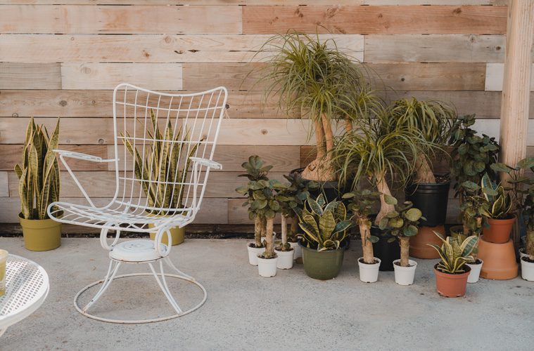 white chair outside next to plants