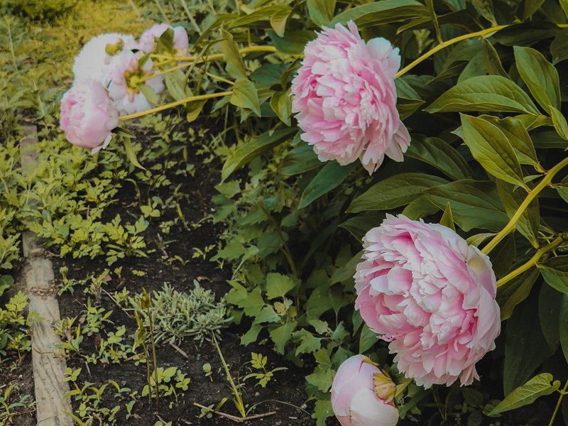 close up of white and pink flowers