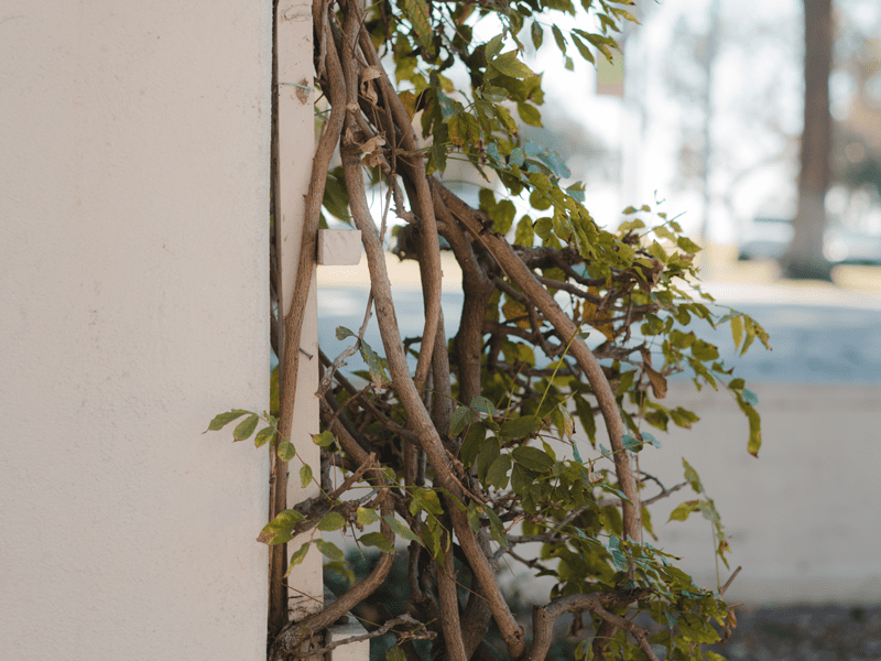 Plant on wall outside 