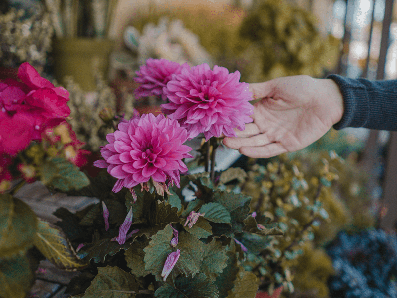 hand touching pink flower