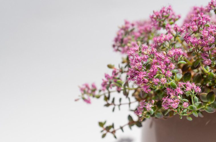 closeup of flowers in pot