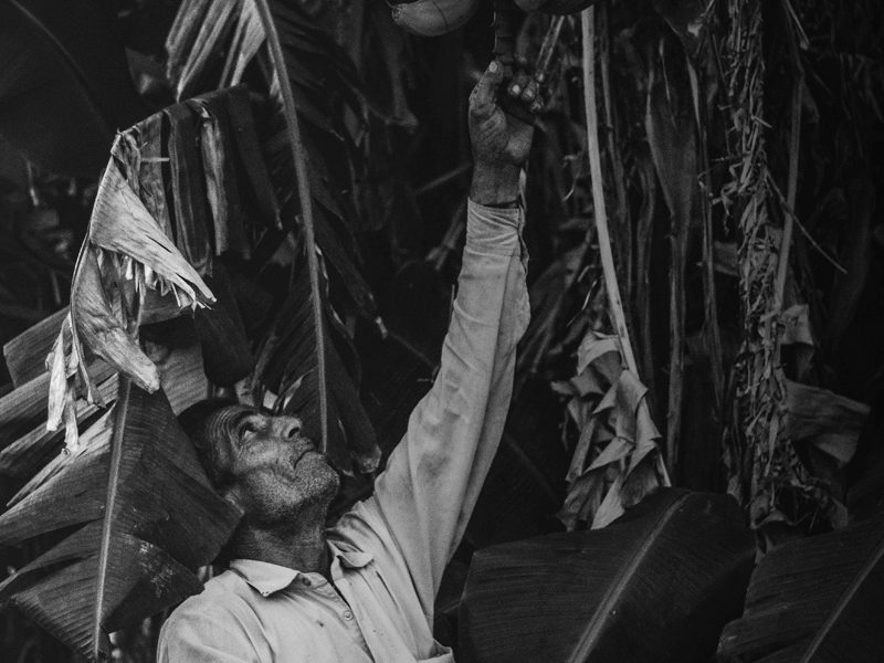 Man picking fruit from trees