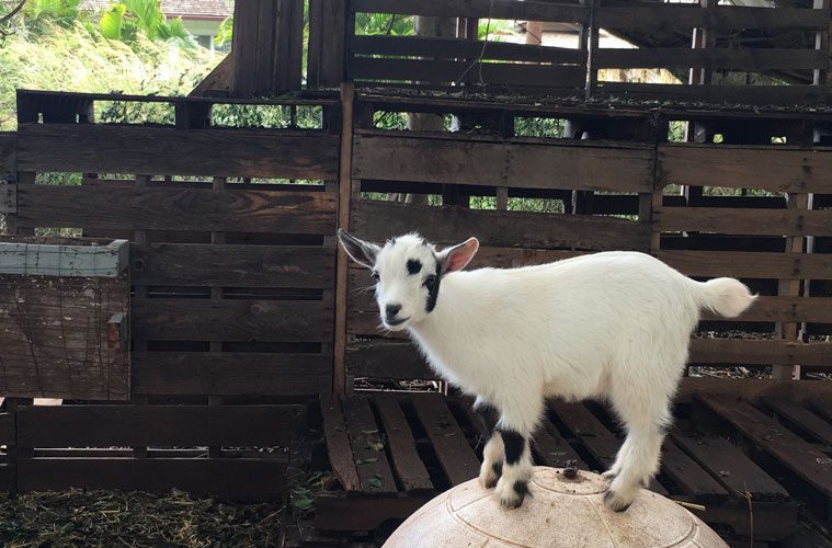 White Goat Standing in Wooden Enclosure