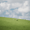Sheep in Open Field Under Cloudy Blue Sky