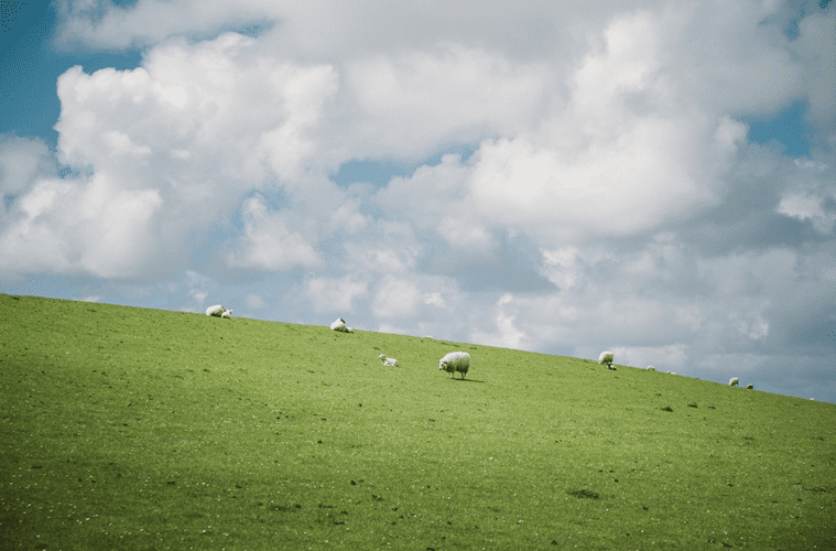 Sheep in Open Field Under Cloudy Blue Sky