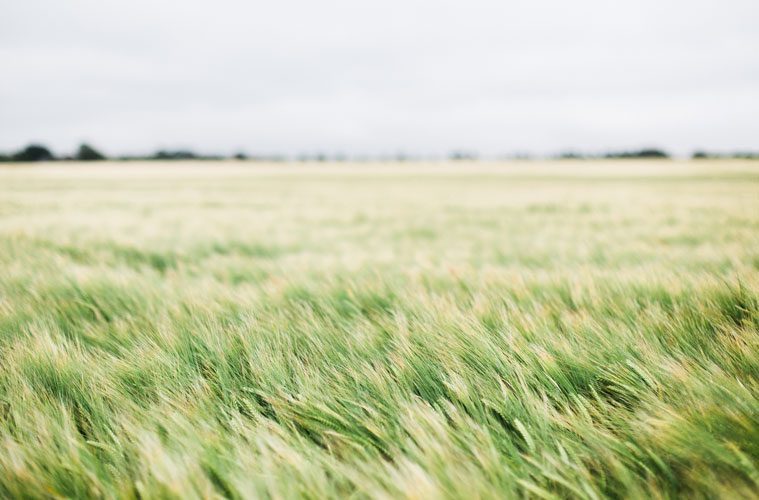 Field of Long Grass that is Blowing