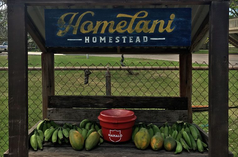 Homelani Homestead Stand with Bananas and Mangoes