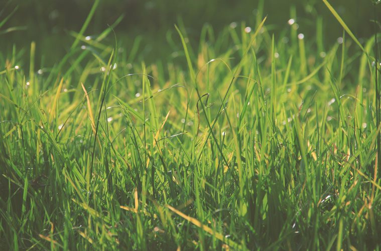 Closeup of Long Blades of Grass