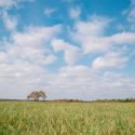 Cloudy Blue Sky Over Field and Lone Tree