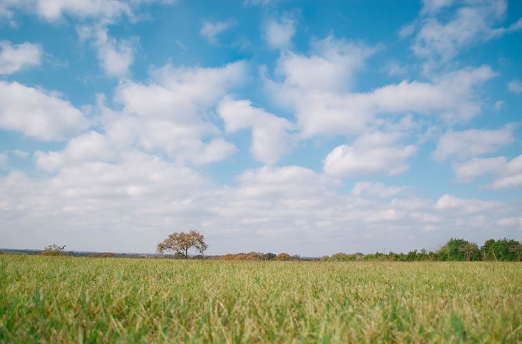 Cloudy Blue Sky Over Field and Lone Tree