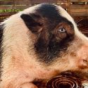 Closeup of Pig at Homelani Homestead