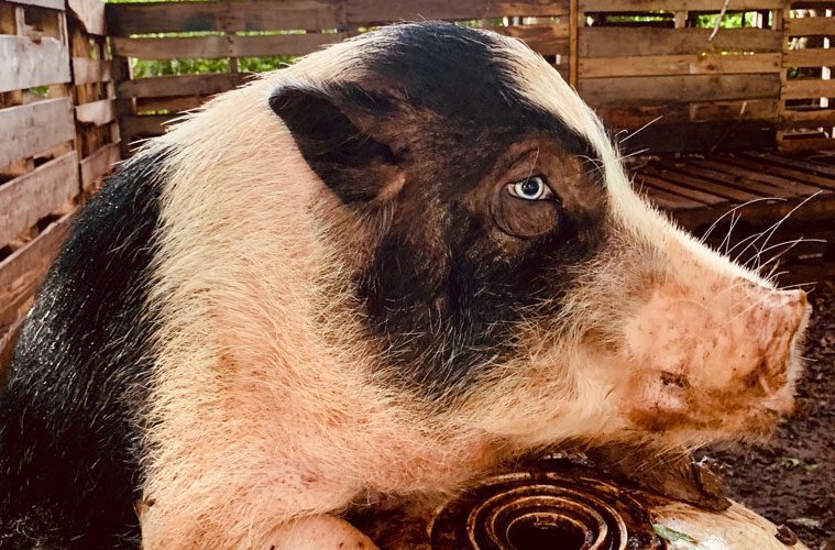 Closeup of Pig at Homelani Homestead