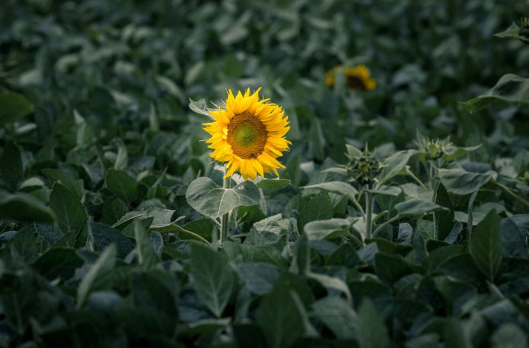 Flower blooming alone