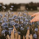 hand moving over flowers in field during day