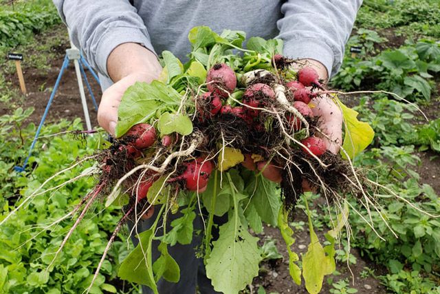 Beets that have been harvested
