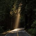 Sunlight Shining Through Trees onto Road