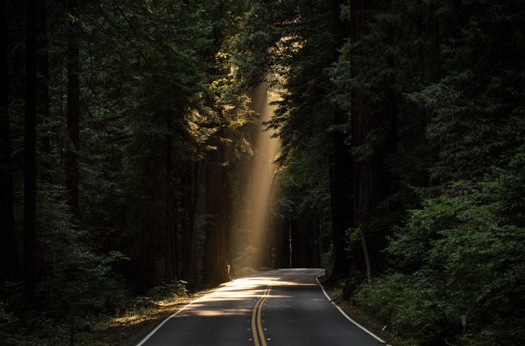 Sunlight Shining Through Trees onto Road