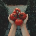hand holding tomatoes on vine