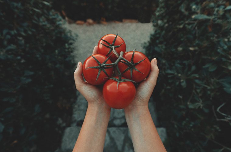 hand holding tomatoes on vine