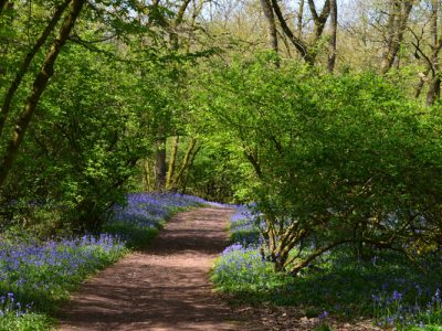 Path Through Trees with Flowers on Side