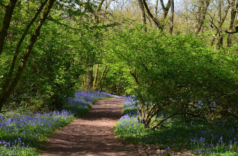 Path Through Trees with Flowers on Side