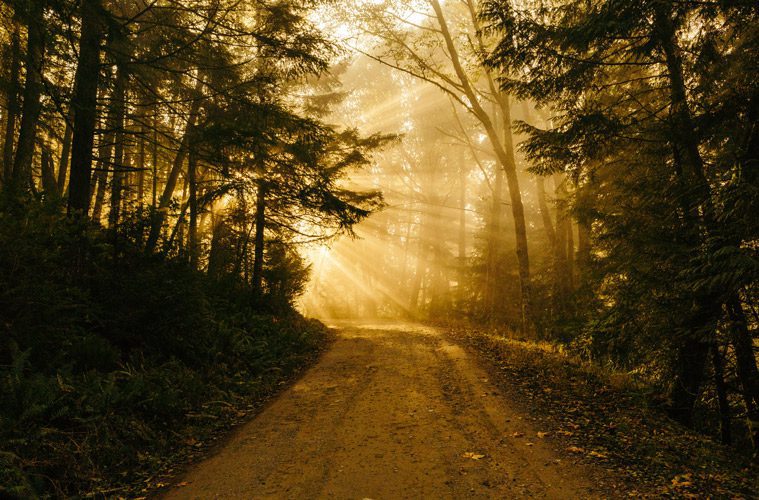 Path through trees with sun showing at end