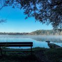 Bench near pond under tree