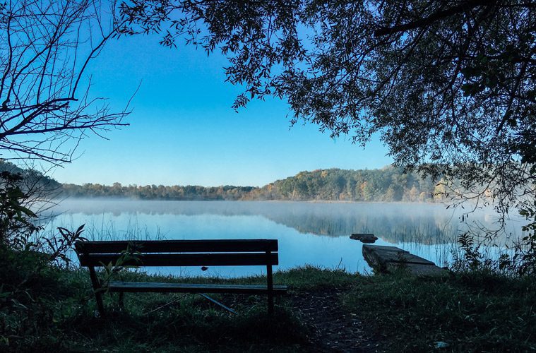 Bench near pond under tree