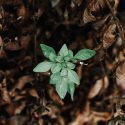Green plant surrounded by dead leaves