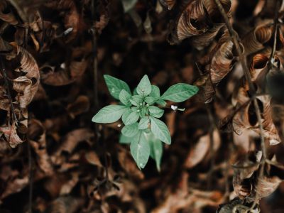 Green plant surrounded by dead leaves