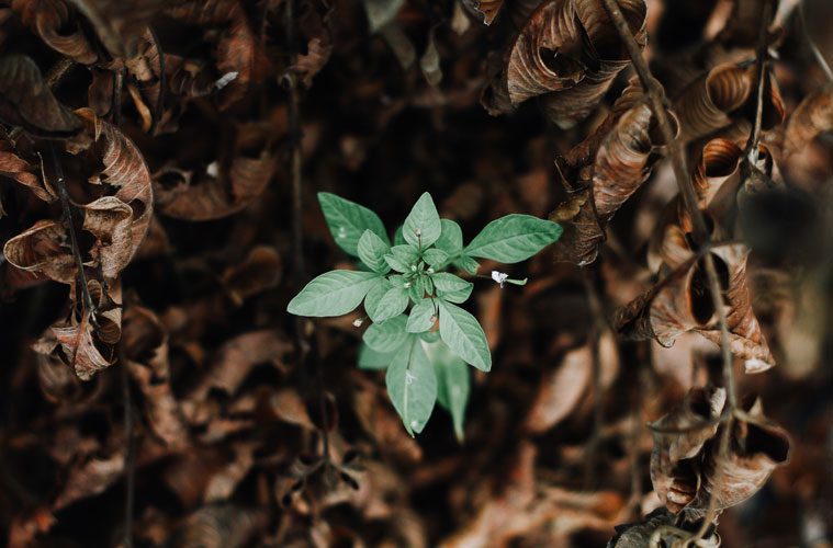 Green plant surrounded by dead leaves