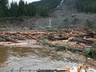 Trees that fell during landslide