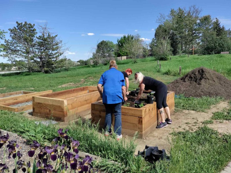 How gardening is helping those recovering from addiction in Colorado