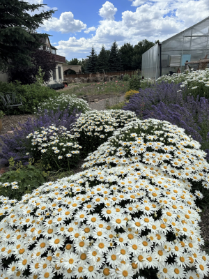How the Vail Valley Salvation Army Community Garden cultivates wellness and connection