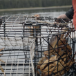 Subsistence, struggle and salvation on an Alaskan Island
